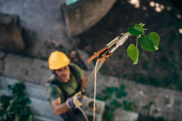 Best Tree Risk Assessment  in Columbus, MN