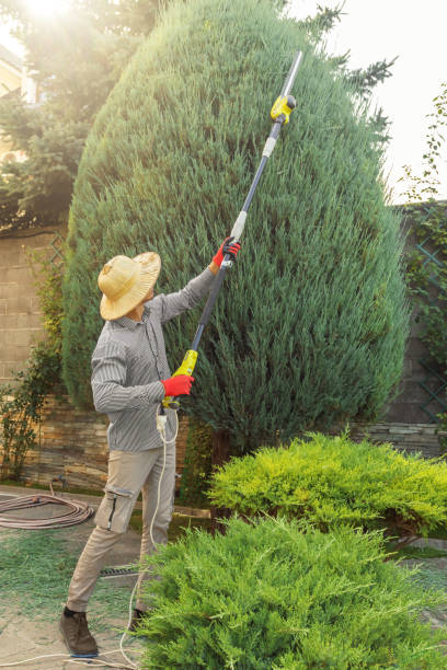 Best Lawn Renovation and Restoration  in Columbus, MN